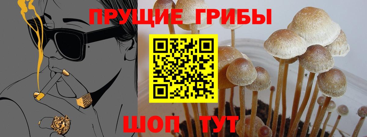 Галлюциногенные грибы Psilocybine cubensis Мытищи